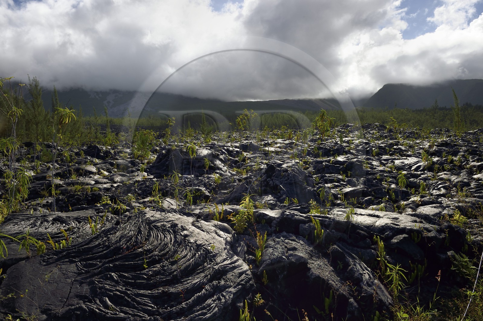 France, Ile de la Reunion, volcan du Piton de la Fournaise, classé Patrimoine Mondial de l'UNESCO, le Grand-Brûlé, coulée de lave récente au pied du volcan