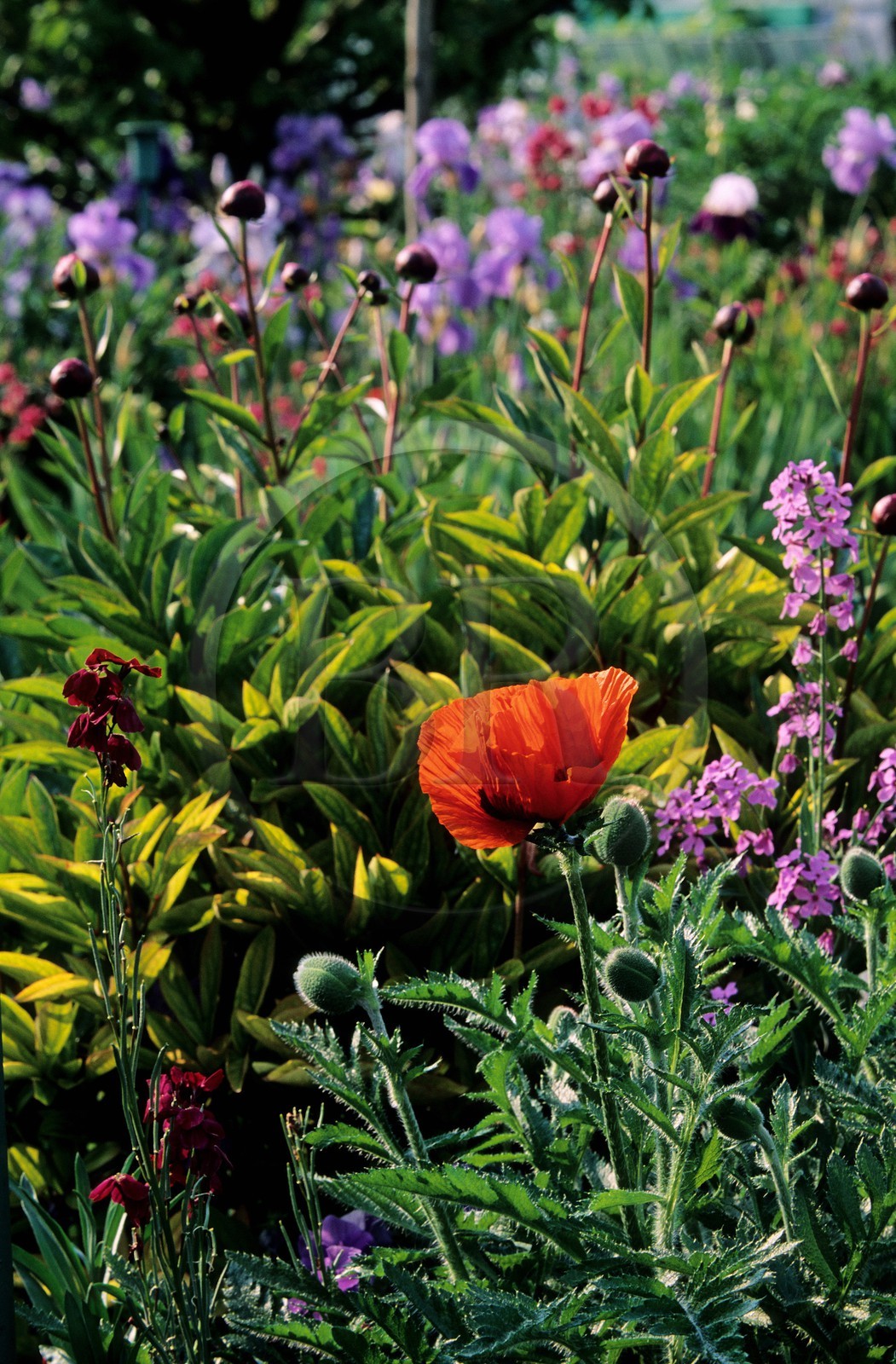 France, Eure (27), Giverny, jardin de Claude Monet, pavot, giroflée, pivoine
