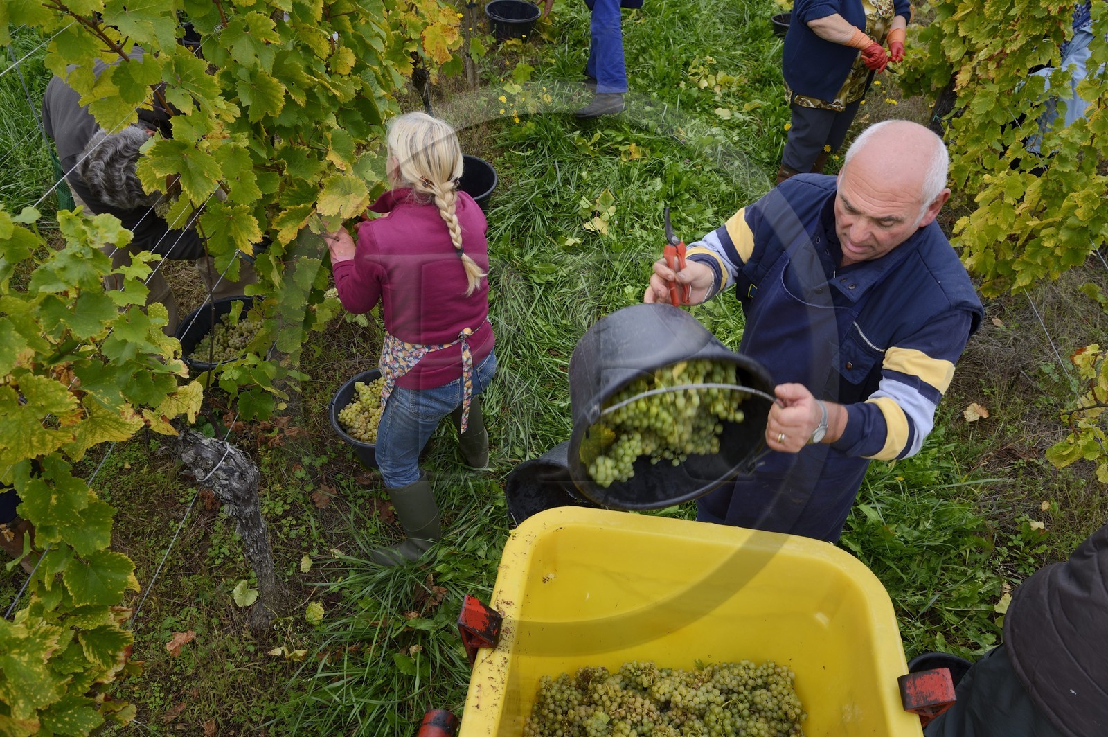 France, Bas Rhin, the Alsace Wine Route, Mittelbergheim, labelled Les Plus Beaux Villages de France (The Most Beautiful Villages of France), handpicking the field of Wittmann