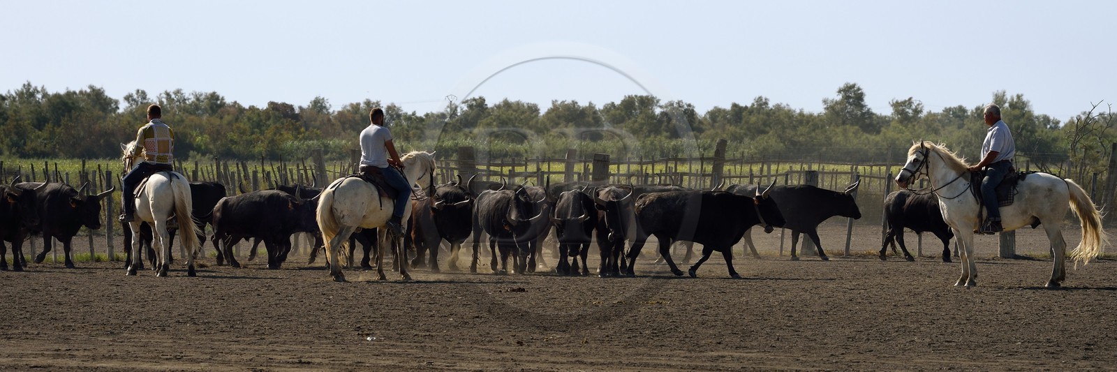 France, Bouches-du-Rhône (13), Parc naturel régional de Camargue, manade Jacques Mailhan, taureau camarguais appellé Raço di Biou, les gardians trient les taureaux