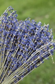 France, Alpes de Haute Provence, La Mure-Argens, lavender
