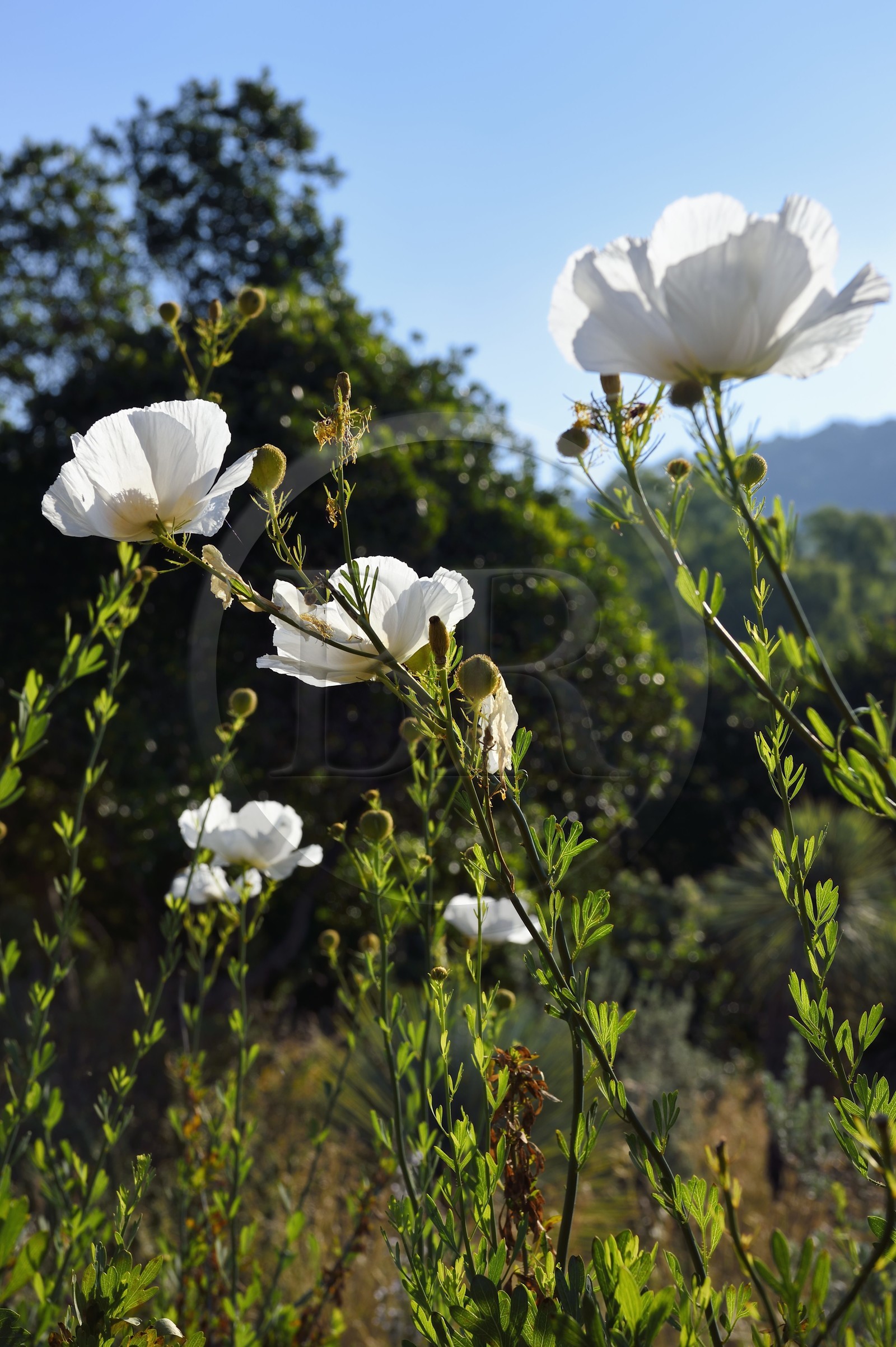 France, Var (83), Rayol-Canadel-sur-Mer, Domaine du Rayol, propriété du conservatoire du littoral mention obligatoire, le jardin des Méditerranées conçu par le paysagiste Gilles Clément, pavot de Californie