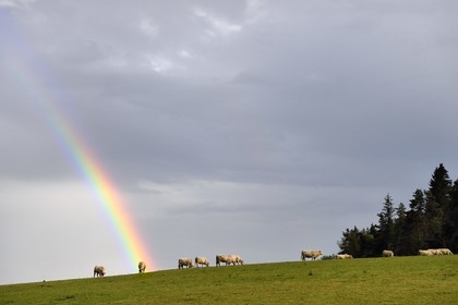 France, Haute-Loire (43), Fix-Saint-Geneys, troupeau de vaches sous un arc en ciel