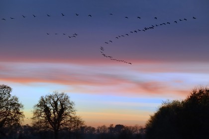 France, Indre, Berry, Parc Naturel Regional de la Brenne (Natural Regional Park of La Brenne), Rosnay, Red Sea pond (etang de la Mer Rouge), Common Crane (Grus grus), flight at sunset