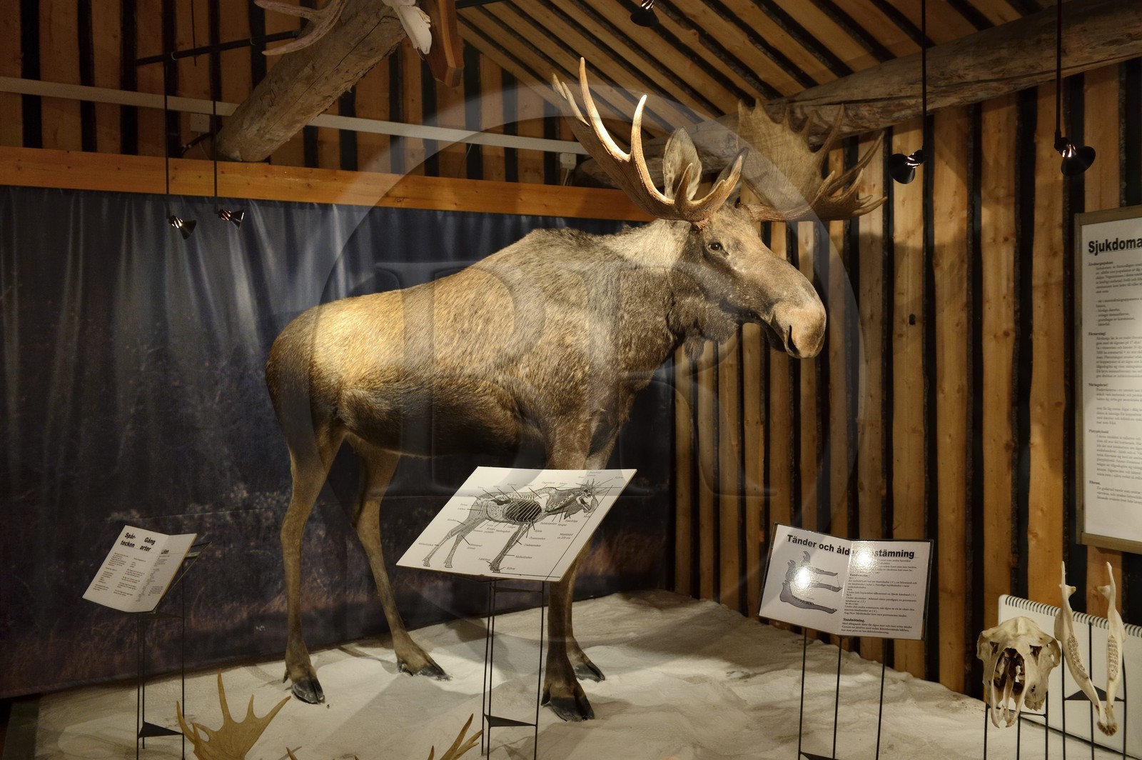 Suède, Comté de Vasterbotten, région d'Umea, Bjurholm, le Maison de l'Elan (Algens Hus), élevage