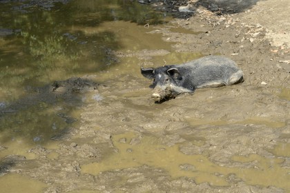 France, Haute Corse, Niolu (Niolo) region, half wild pig in the mud