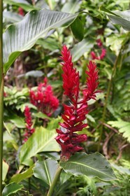 Caraïbes, Ile de la Dominique, Parc national du Morne Trois Pitons classé Patrimoine Mondial de l'UNESCO, Middleham Falls, alpinia rouge (Alpinia purpurata)