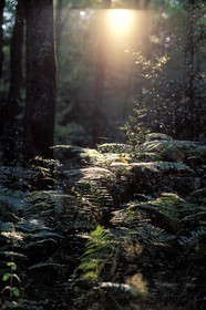 France, Gers, Berdoues forest