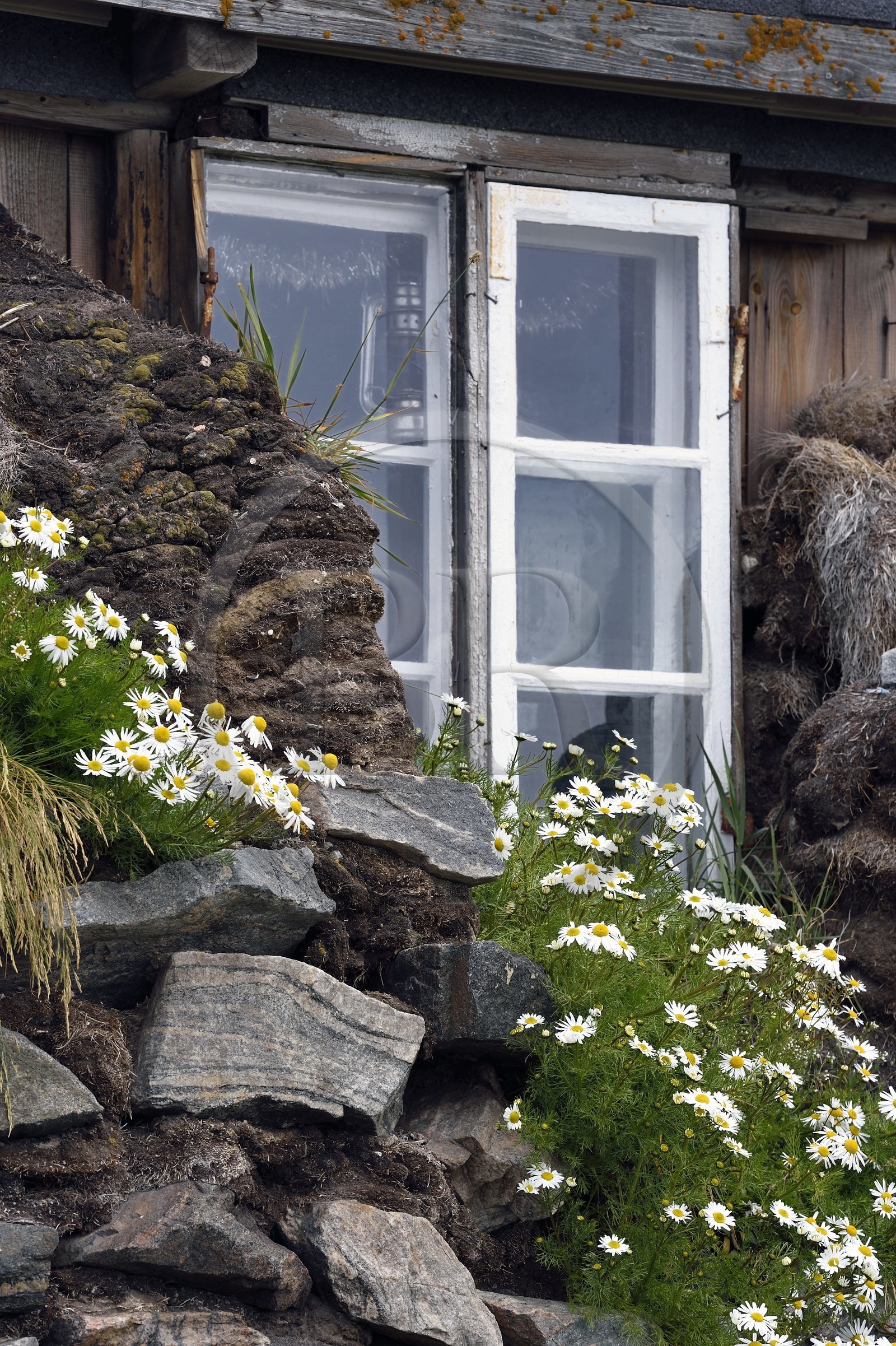 Groenland, cote ouest, Uummannaq, maison traditionnelle faisant maintenant partie du musée local avec murs en pierre sèche et tourbe