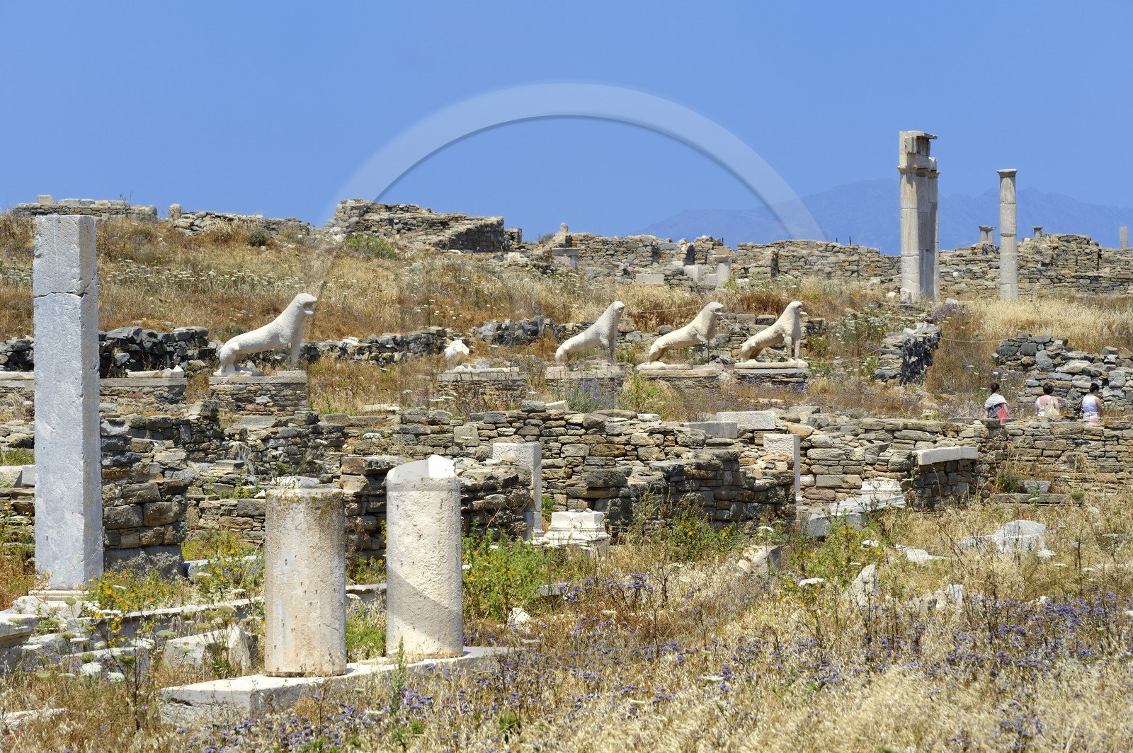 Grèce, île de Delos, classée Patrimoine Mondial de l'UNESCO, site archéologique de Délos, sanctuaire d'Apollon, la plus grande cité antique de la mer Egée, la Terrasse des Lions