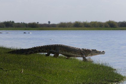Tanzania, Selous Game Reserve is one of the largest fauna reserves of the world and designated a UNESCO World Heritage Site in 1982, Nile crocodile (Crocodylus niloticus) on the lake Nzerakera from the Rufiji river
