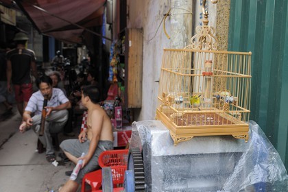 Vietnam, Hanoï, quartier des 36 rues dans la vieille ville, oiseau en cage et fumeur de pipe
