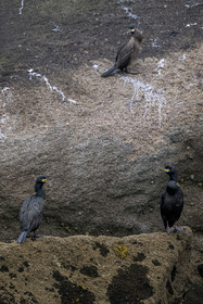 France, Finistère, Carantec, Ornithological reserve of the islets of the Morlaix Bay, Great crested cormorant (Gulosus aristotelis) on Vesoul Island
