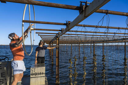 France, Herault, Etang de Thau, Meze, shellfish producers Quentin and Emmeline, suspension farming on ropes in the oyster bed