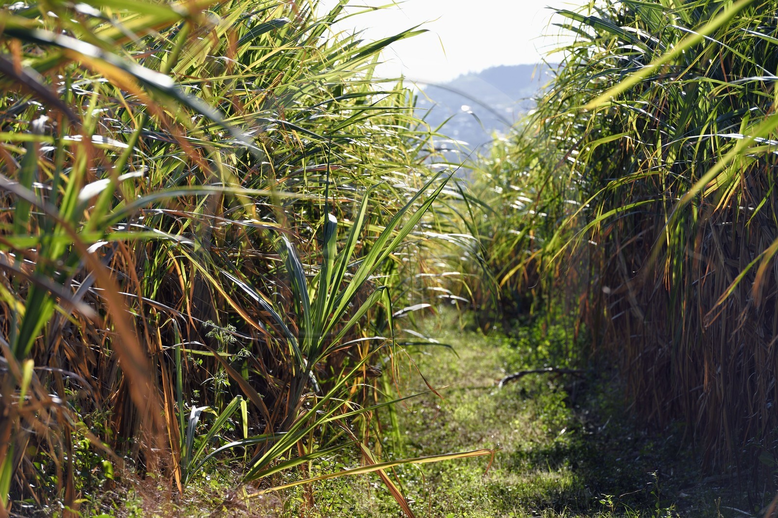 France, Reunion island (French overseas department), Saint-Louis, sugar cane fields