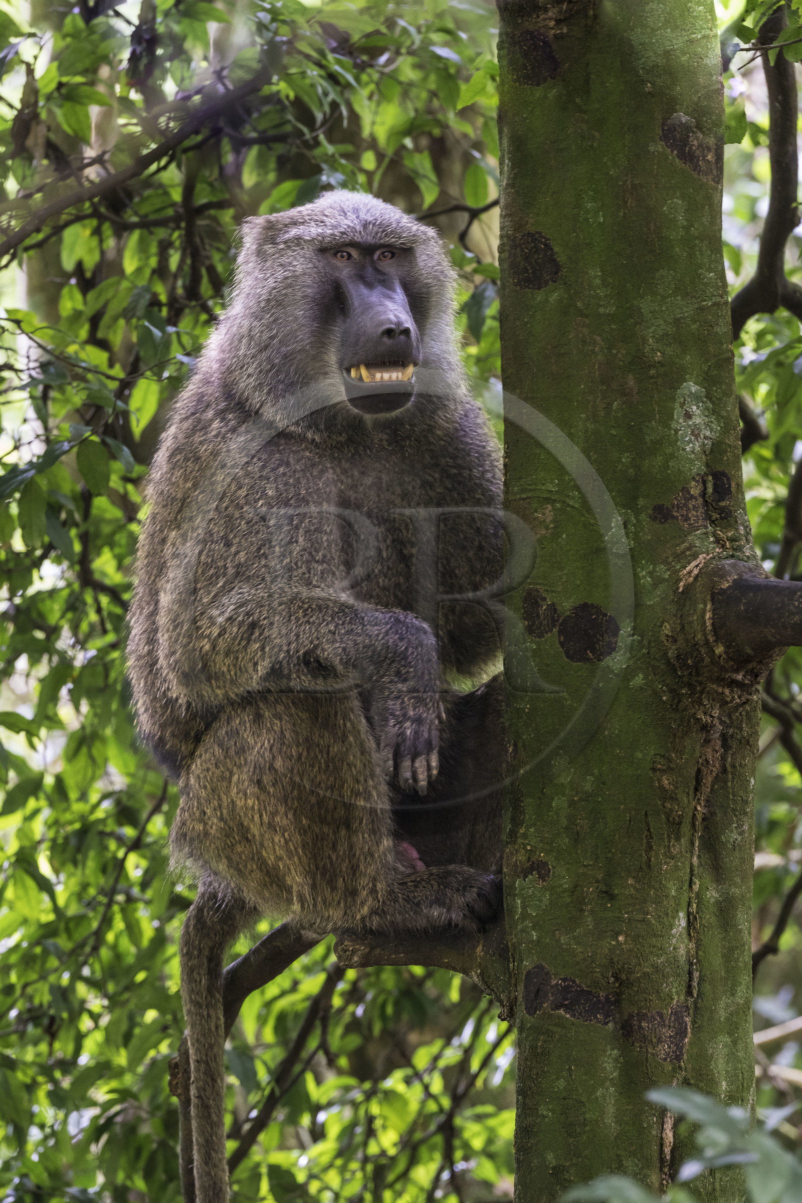 Rwanda, Province de l’Ouest, Nyakabuye, Parc national de Nyungwe, forêt tropicale humide naturelle de Cyamudongo, babouin olive (Papio anubis)