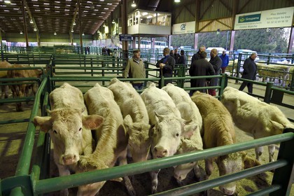 France, Seine Maritime, Forges les eaux, livestock market (mainly cows), negotiations between buyers and sellers are by mutual agreement