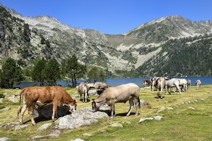 France, Hautes Pyrenees, Saint Lary Soulan and Vielle Aure, Neouvielle National Nature Reserve, Neouvielle lakes hike, cows in mountain pastures at Aubert lake