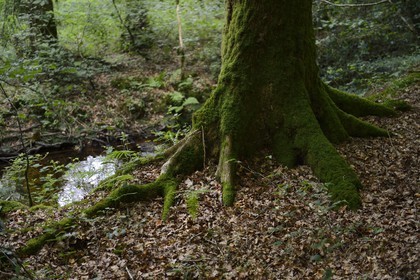 France, Ille-et-Vilaine, forest of Broceliande, the Aff river valley