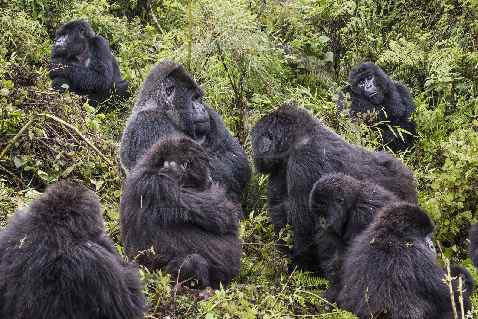 Rwanda, North Province, Volcanoes National Park in the chain of the Virunga Mountains, Mount Karisimbi, mountain gorillas (Gorilla beringei beringei), the silverback named Impuzamahanga who is the dominant male in the center left