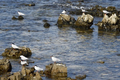 France, Alpes-Maritimes (06), Cannes, Iles de Lérins, Ile Sainte-Marguerite, réserve biologique domaniale, sternes Pierregarin (Sterna hirundo) à la Pointe du Batéguier