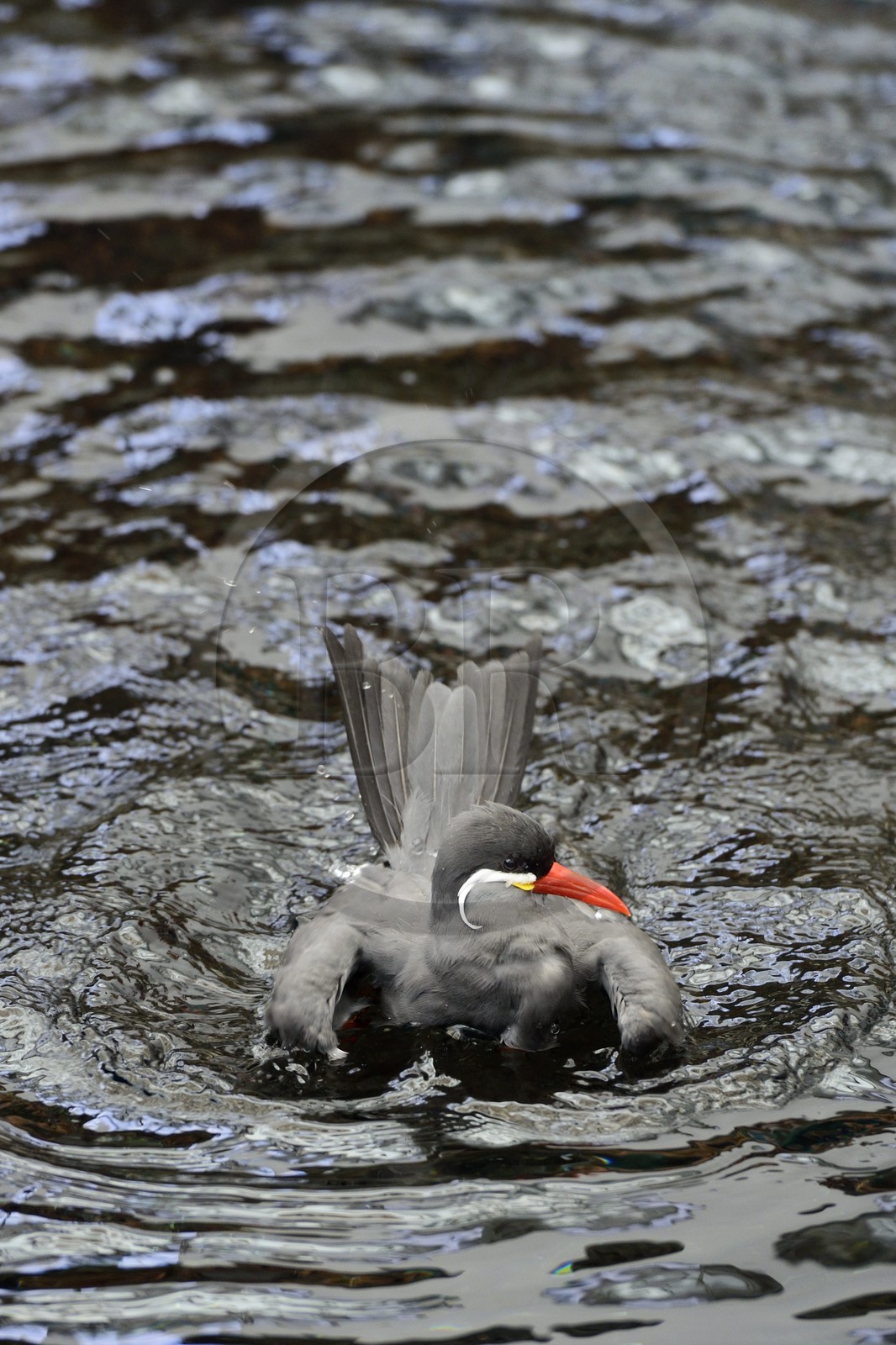 Portugal, Lisbonne, Parque das Nações (Parc des nations) construit pour l'exposition universelle de 1998, Oceanário (Oceanarium), Sterne inca (Larosterna inca)