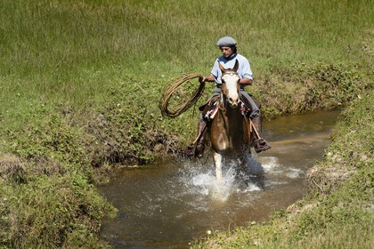 Argentina, Buenos Aires Province, San Antonio de Areco, estancia La Bamba de Areco, gaucho at work going up the river