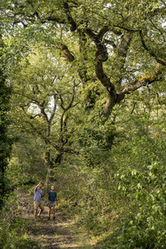 France, Var (83), Provence Verte, Bras, Académie du Bain de Forêt Provençale, forêt du domaine Le Peyrourier - une campagne en Provence