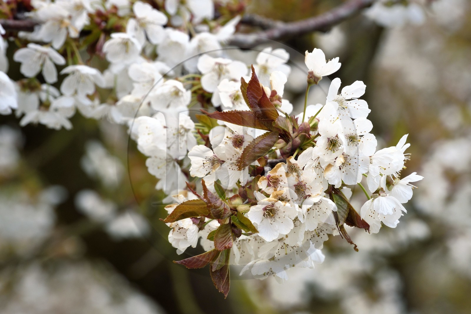 France, Meuse (55), Parc régional de Lorraine, Cotes de Meuse, Saint-Maurice-sous-les-Cotes, mirabellier en fleur