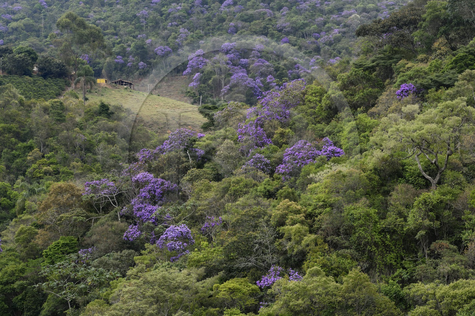 Brésil, Etat du Minas Gerais, la foret aux alentours du village de Itatiaia (Route de l'or, Estrada Real) Brésil, Etat du Minas Gerais, la foret aux alentours du village de Itatiaia (Route de l'or, Estrada Real)