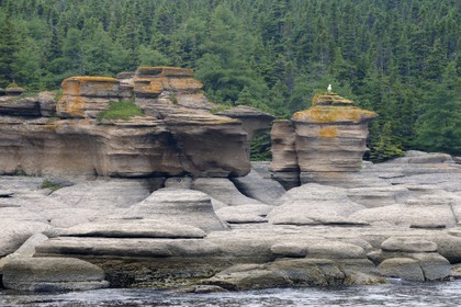 Canada, province du Québec, Côte Nord, Havre-Saint-Pierre, le Parc National Archipel de Mingan dans le golfe du Saint Laurent, monolithes calcaire surnommés Pots de Fleurs
