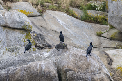 France, Finistère (29), Carantec, Réserve ornithologique des îlots de la Baie de Morlaix, Grands Cormorans (Phalacrocorax carbo)  sur l'Ile-aux-Dames