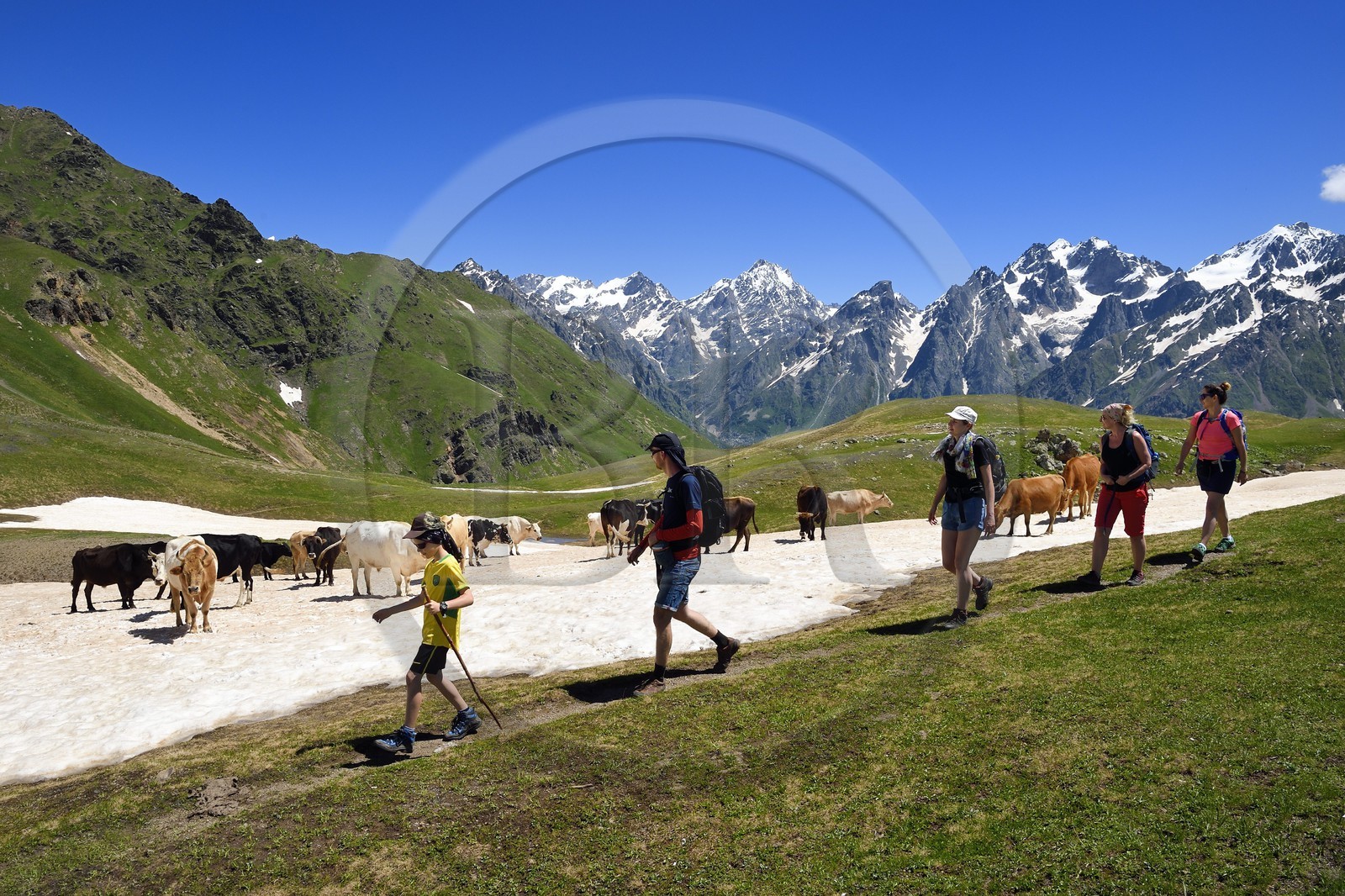 Géorgie, Haute Svanétie (Zemo Svaneti), Mestia, randonneurs et troupeau de vache autour du lac Koruldi sur les contrefort du mont Ouchba (Ushba) Géorgie, Haute Svanétie (Zemo Svaneti), Mestia, randonneurs et troupeau de vache autour du lac Koruldi sur les contrefort du mont Ouchba (Ushba)