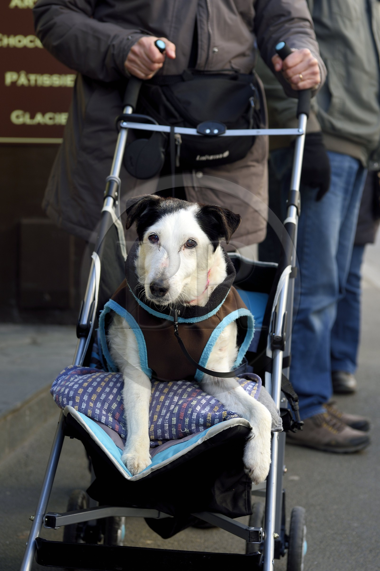 France, Seine-Maritime (76), Pays de Caux, Côte d'Albâtre, Etretat, chien en poussette
