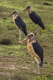 Rwanda, Parc national de l'Akagera, marabout d'Afrique (Leptoptilos crumenifer)