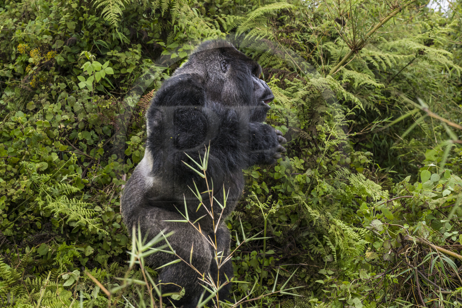 Rwanda, Province du Nord, Parc National des Volcans dans la chaine des Monts Virunga, mont Karisimbi, gorille des montagnes (Gorilla beringei beringei), dos argenté (silverback) nommé Impuzamahanga qui est le male dominant du groupe Susa, il se frappe le torse, battement de poitrine