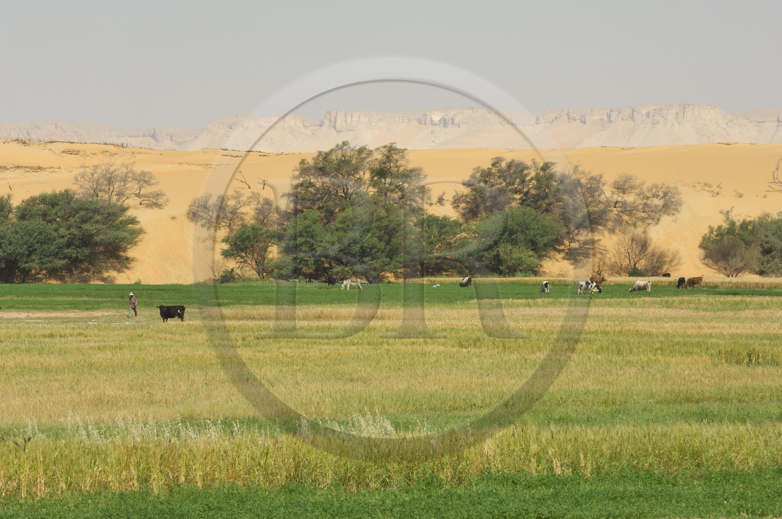 Egypte, désert libyque, oasis de Dakhla, travaux des champs