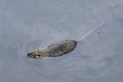 France, Haut-Rhin (68), Colmar, un ragondin (Myocastor coypus)