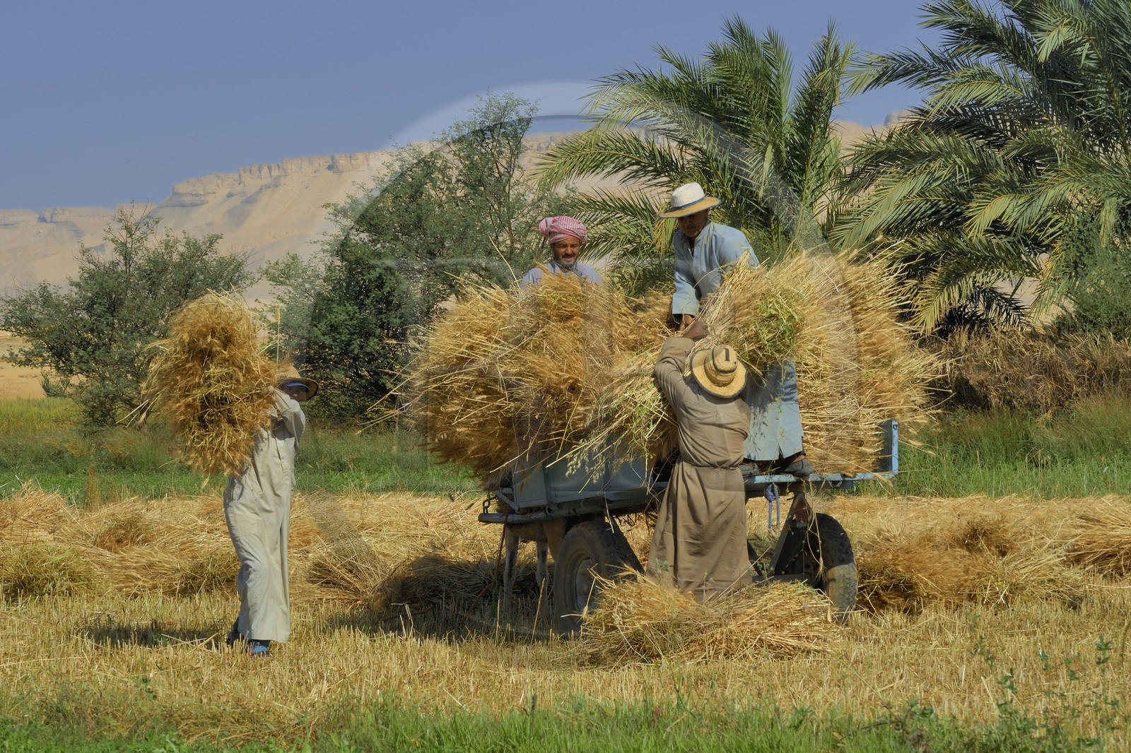 Egypte, désert libyque, oasis de Dakhla, travaux des champs