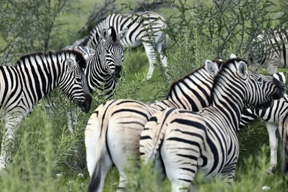 Namibia, Oshikoto region, Etosha National Park, Burchell's zebras (Equus burchellii)