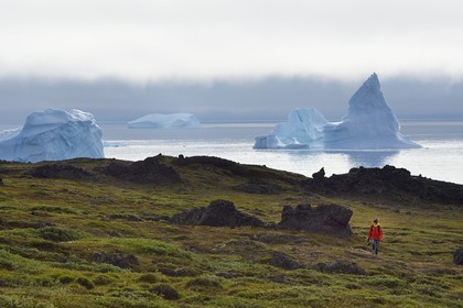 Greenland, west coast, Disko Island, Qeqertarsuaq village bay, hiker walking in the tundra and icebergs in the background