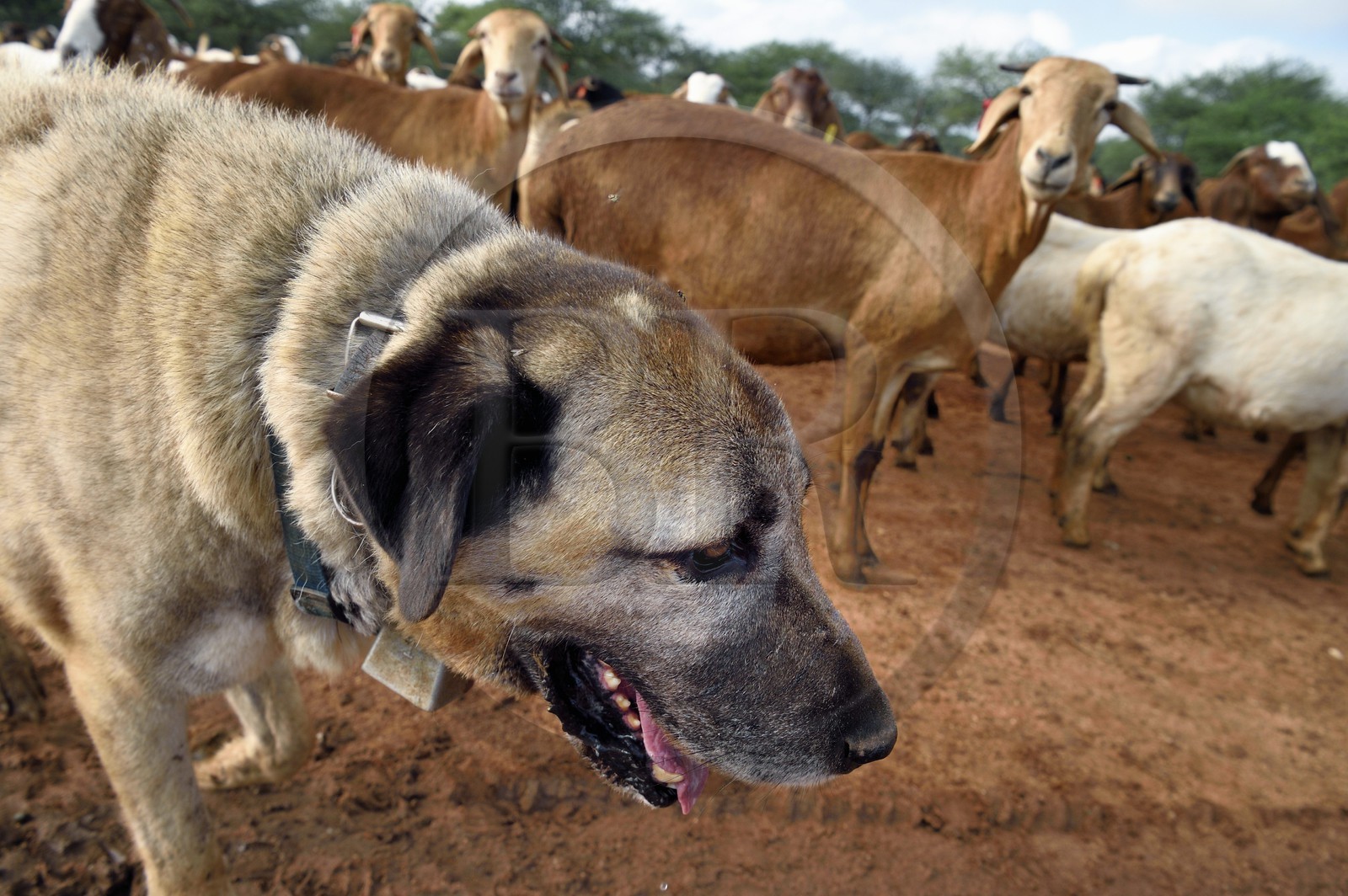 Namibie, Otjiwarongo, Cheetah Conservation Fund, centre de recherche et d'éducation, le Livestock Guarding Dog Program (programme chien de garde du bétail) du CCF a été très efficace pour réduire les taux de prédation et ainsi aussi l'inclinaison des agriculteurs à piéger ou tirer sur des guépards, chien Berger d'Anatolie aussi connu sous le nom de Kangal surveillant un troupeau de chèvres Boer et de moutons Damara