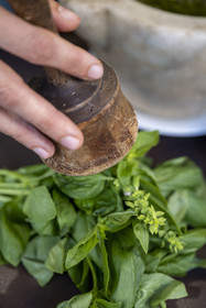 France, Alpes-Maritimes, Nice, Lou Balico restaurant specializing in basil, Sara Issautier presents the preparation of traditional pesto (basil, garlic, pine nuts, oil and parmesan)