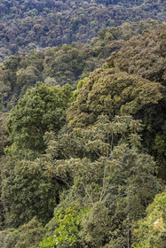 Rwanda, Province de l’Ouest, Colline Ibanda à Uwinka, Parc national de Nyungwe, la canopé vue depuis le Canopy walkway dans la forêt tropicale