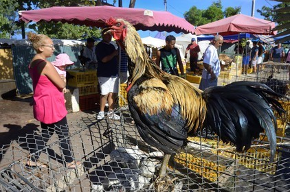France, Ile de la Reunion, Saint-Pierre, le marché du samedi, les étals de volailles