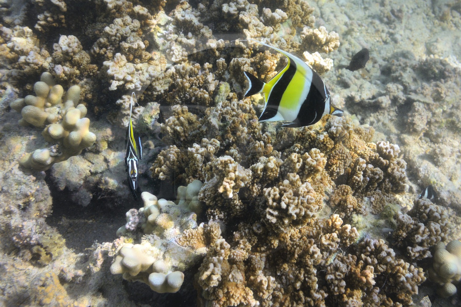 France, Ile de la Reunion, Côte Ouest, Saint-Gilles-Les-Bains (commune de Saint-Paul), le récif corallien du lagon de l'Ermitage et de La Saline-Les-Bains, Idole des Maures (Zanclus cornutus) (vue sous-marine)