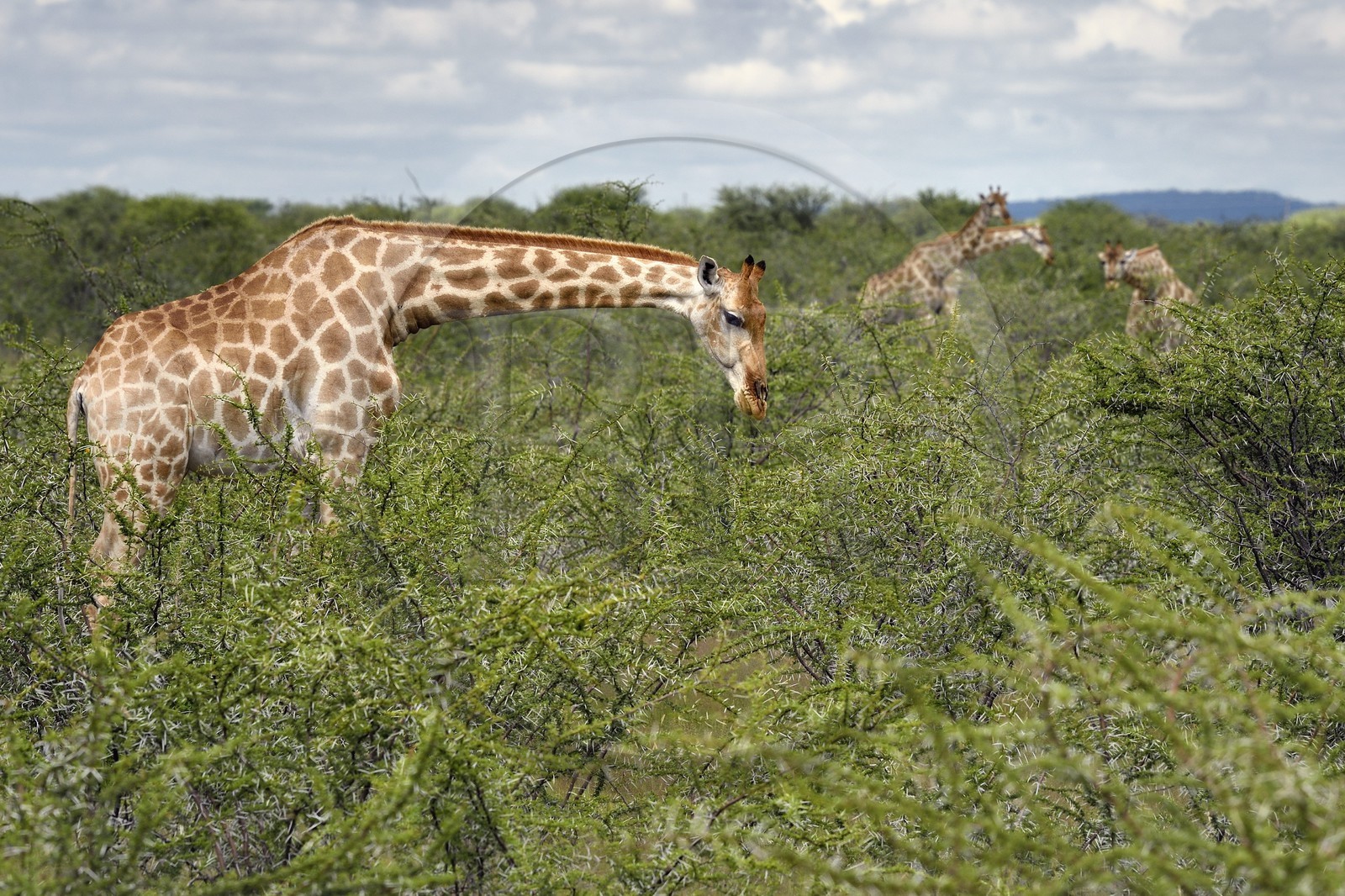 Namibie, région de Oshikoto, Parc National d'Etosha, girafes (Giraffa camelopardalis)