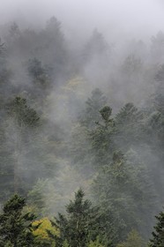 France, Haut Rhin, Ballons des Vosges Regional Natural Park, Storckensohn, La Tete des Perches mountain, beech and pine forest