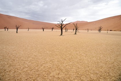 Namibie, région d'Hardap, désert du Namib, parc national du Namib-Naukluft, Erg du Namib classé Patrimoine Mondial de l'UNESCO, dunes de Sossusvlei, Dead Vlei, arbres morts de Camelthorn Acacia (Acacia erioloba)