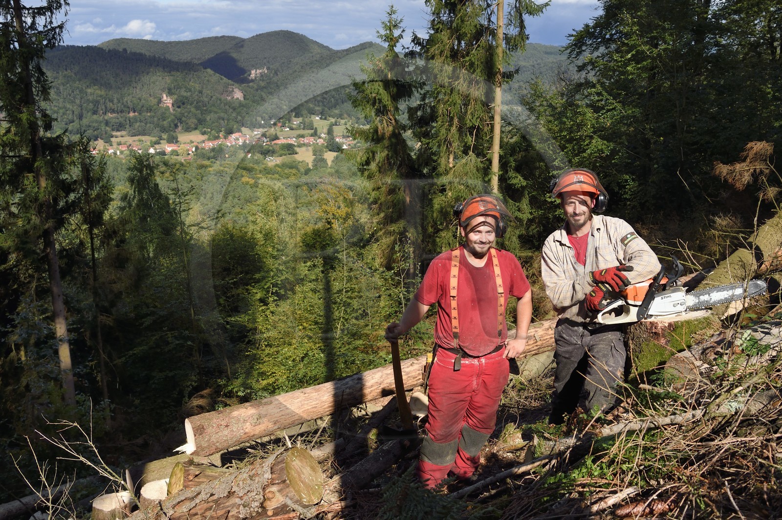 France, Bas-Rhin (67), Parc naturel régional des Vosges du Nord, Obersteinbach, foret domaniale de Steinbach, les bucherons Noémi Greiner et Emmanuel Birgel coupant des épicéas malades atteints par des scolytes en contrebas des ruines du fortin de Wittschloessel